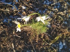 Tripleurospermum inodorum