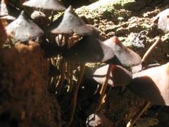 Psilocybe yungensis