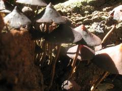 Psilocybe yungensis