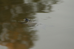 Trachemys scripta