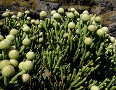 Brunia sphaerocephala