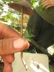 Psilocybe yungensis