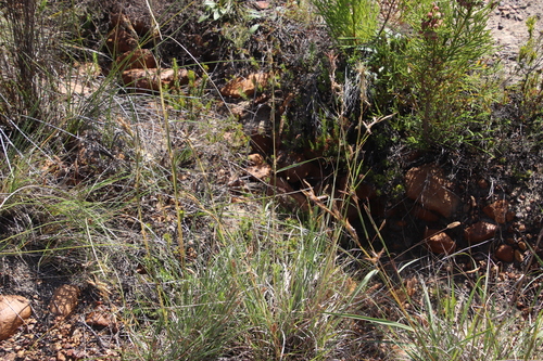 Image of Cymbopogon marginatus by (c) Tony Rebelo, some rights reserved (CC BY-SA)