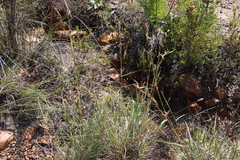 Cymbopogon marginatus