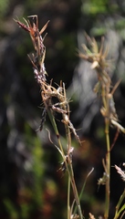 Cymbopogon marginatus