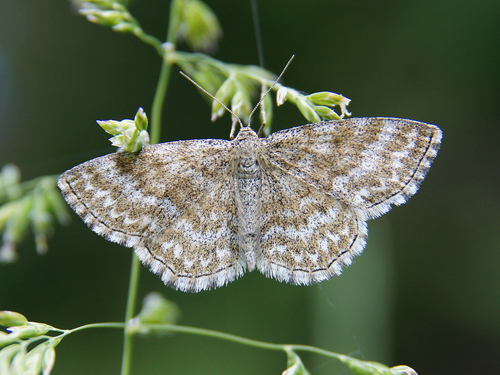 Scopula immorata (Linnaeus, 1758)