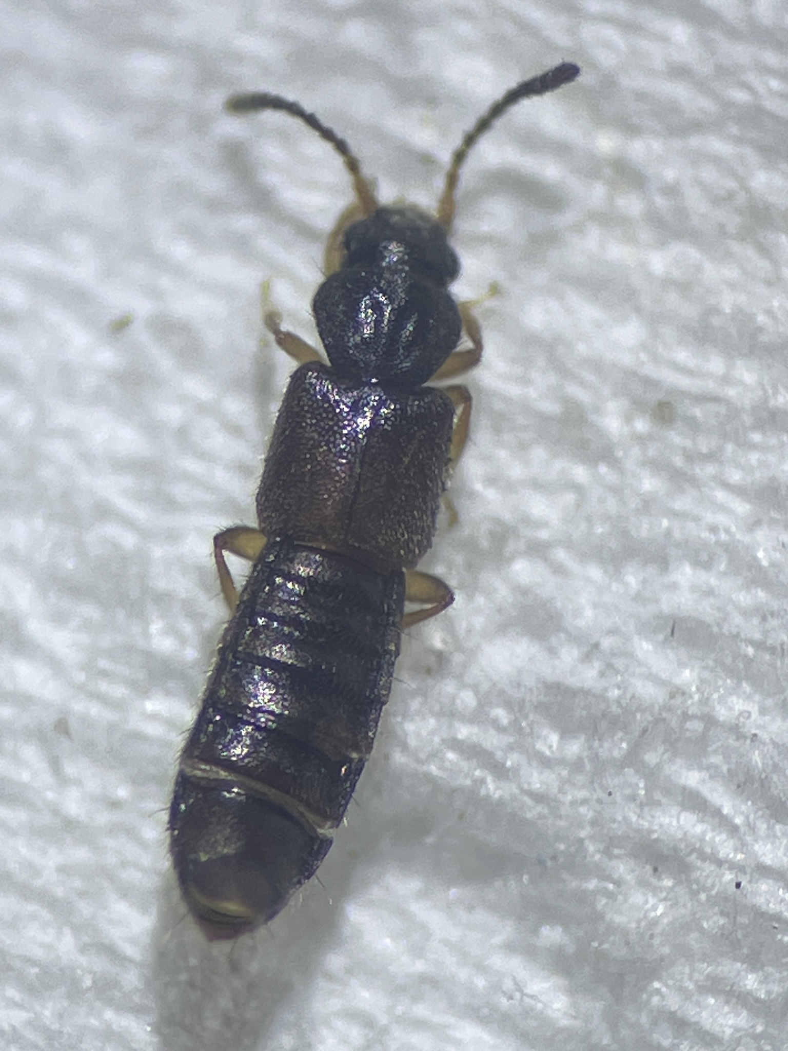 Rove beetle