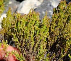Erica urceolata