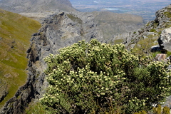 Brunia sphaerocephala