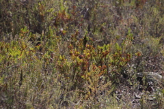 Erica rubiginosa