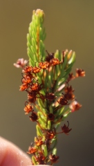 Erica rubiginosa