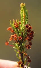 Erica rubiginosa