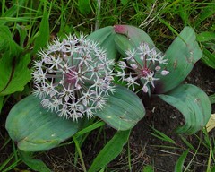 Allium karataviense