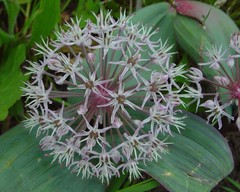 Allium karataviense