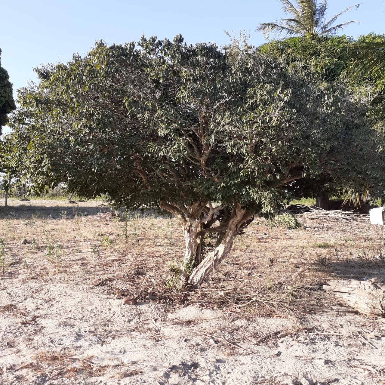Plinia cauliflora