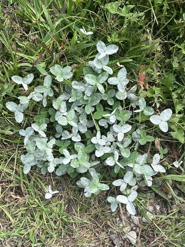 Clover Powdery Mildew