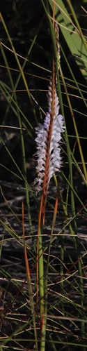 Image of Micranthus filifolius by (c) Tony Rebelo, some rights reserved (CC BY-SA)