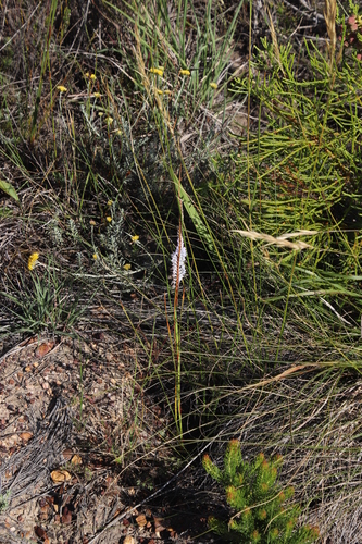 Image of Micranthus filifolius by (c) Tony Rebelo, some rights reserved (CC BY-SA)