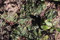 Lichtensteinia latifolia