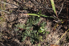 Lichtensteinia latifolia
