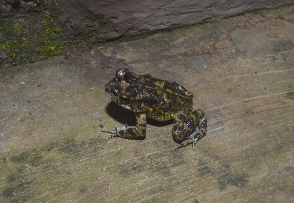 Perret's Toad