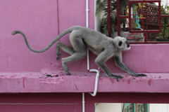 Semnopithecus schistaceus