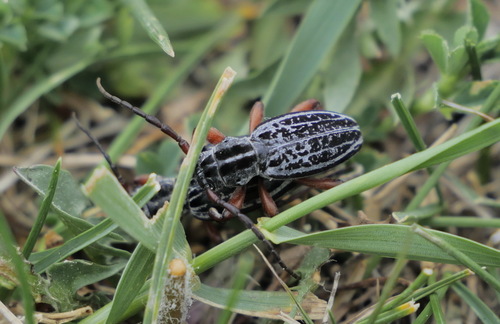 Dorcadion niveisparsum