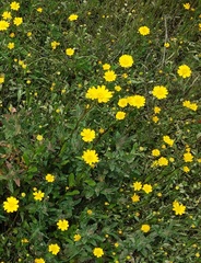 Coleostephus myconis