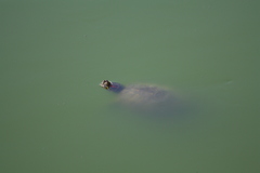 Trachemys scripta elegans