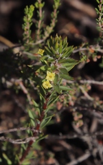 Struthiola mundii