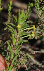 Struthiola mundii