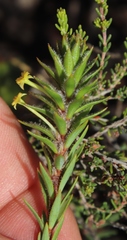Struthiola mundii