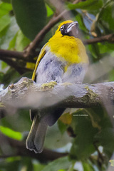 Caryothraustes poliogaster