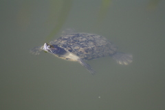 Trachemys scripta elegans