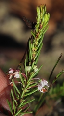 Erica rubiginosa