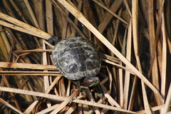 Trachemys scripta elegans