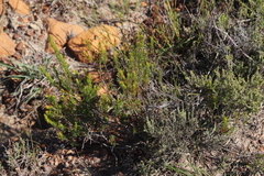 Erica rubiginosa