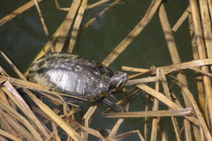Trachemys scripta elegans