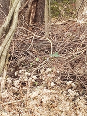 Zonotrichia albicollis