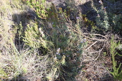Lobostemon argenteus