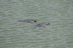 Trachemys scripta elegans