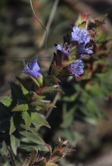 Lobostemon argenteus