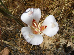 Calochortus venustus