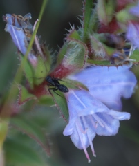 Lobostemon argenteus