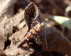 Eteobalea isabellella