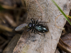 Heliophanus chovdensis