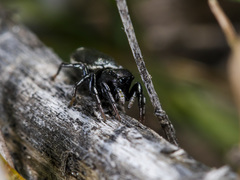 Heliophanus chovdensis