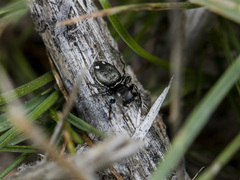 Heliophanus chovdensis