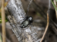 Heliophanus chovdensis