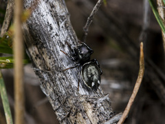 Heliophanus chovdensis